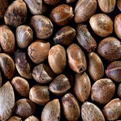 All About Cannabis Seeds: Can You Grow Plants from Seeds Found in a Bag of Marijuana?