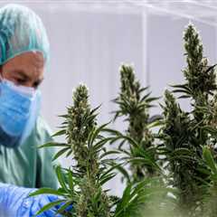 The Future of Medical Marijuana: Regulating and Monitoring for Safe Use