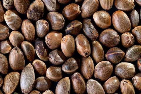 All About Cannabis Seeds: Can You Grow Plants from Seeds Found in a Bag of Marijuana?