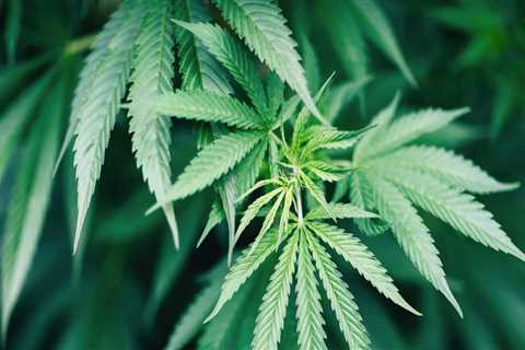 The Benefits Of A Medical Marijuana Card: A Guide For Kalamazoo Residents
