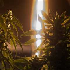 The Growing Support for Cannabis Advocacy in Pasco, Washington