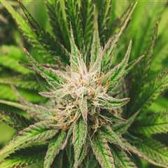 Exploring CBDA's Role in Maine Rehab Programs