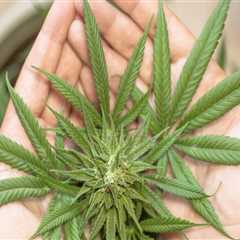 Exploring the Role of CBDA in New Hampshire Rehab Centers