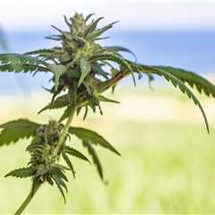 Understanding CBD Vape in Rehab Near Portland