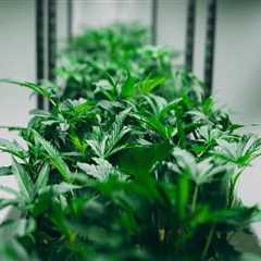 Understanding CBD in Addiction Treatment Centers in Denver