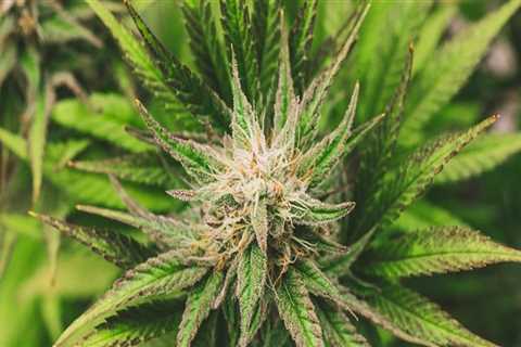 Exploring CBDA's Role in Maine Rehab Programs