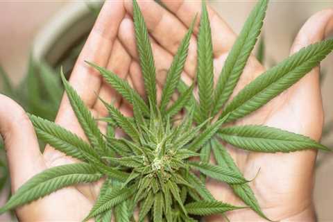 Exploring the Role of CBDA in New Hampshire Rehab Centers