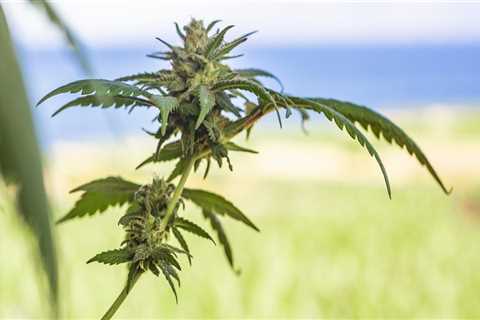 Understanding CBD Vape in Rehab Near Portland