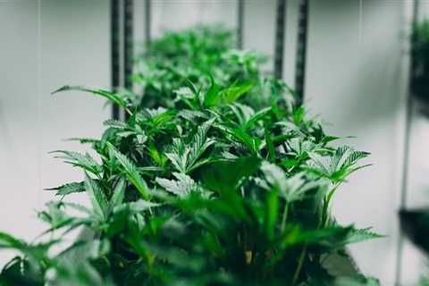 Understanding CBD in Addiction Treatment Centers in Denver